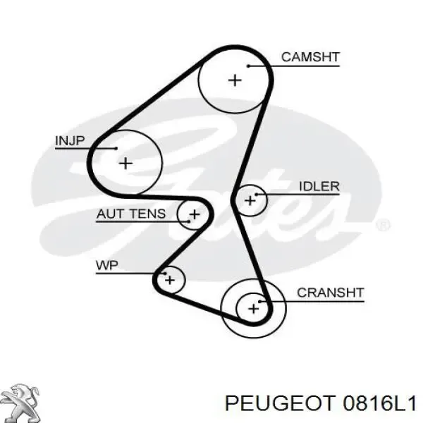 Ремень ГРМ 0816L1 Peugeot/Citroen